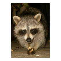 Raccoon posters