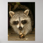 Raccoon posters