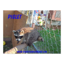 RACCOON POSTER posters