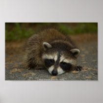 Raccoon - Procyon lotor Print