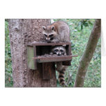 Raccoon Rascals Card