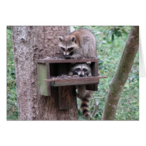 Raccoon Rascals Card