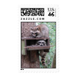 Raccoon Rascals Postage postage