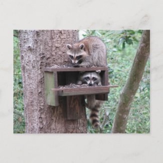 Raccoon Rascals Postcard