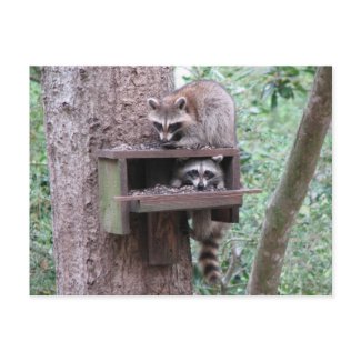 Raccoon Rascals Postcard