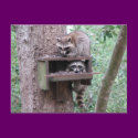 Raccoon Rascals Postcard