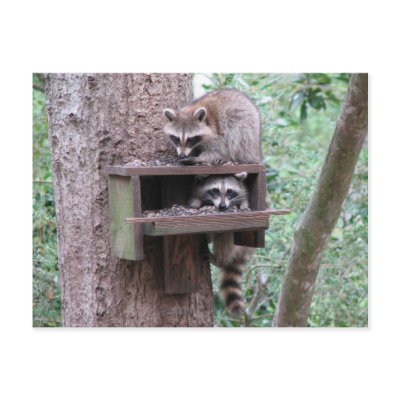 Raccoon Rascals Postcard by naturegirl7