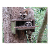 Raccoon Rascals Poster posters