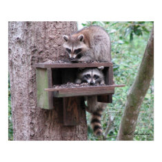Raccoon Rascals Poster print