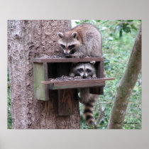 Raccoon Rascals Poster