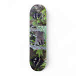 Raccoon Skate Board