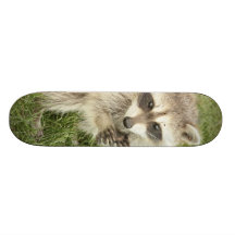 Raccoon Skateboard Decks