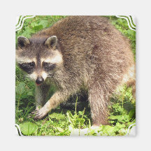 Raccoon Square Magnet