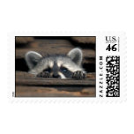 raccoon stamp