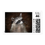 Raccoon - Stamp
