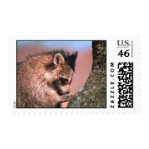 Raccoon Stamp by lynnhsmomof2 Raccoon Stamp