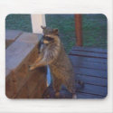 Raccoon Standing on Back Porch mousepad