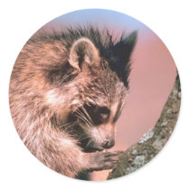 Raccoon Sticker by lynnhsmomof2 Raccoon Sticker
