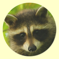 raccoon stickers