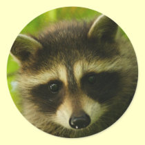 raccoon stickers