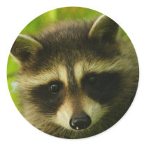 raccoon stickers by WorldDesign raccoon stickers