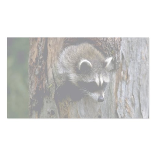 Raccoon-Summer-youngster in hollow tree Business Card Template (back side)
