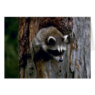 Raccoon in a Hollow Tree