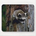 Raccoon-Summer-youngster in hollow tree Mouse Pad