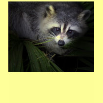 Raccoon T-Shirt by kidsworld Raccoon T-Shirt