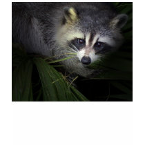 Raccoon T-Shirt by kidsworld Raccoon T-Shirt
