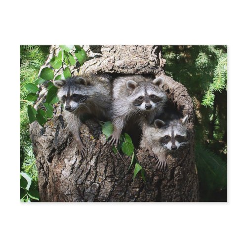 Raccoon - The Three Amigos postcard