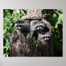 Raccoon - The Three Amigos Print