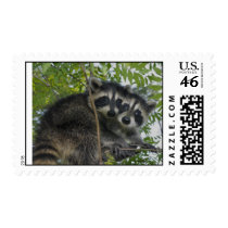 Raccoon Twins - Postage Stamps