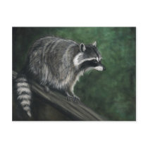 "Raccoon" Wildlife art Postcards