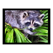 Raccoon Wildlife Photography posters by art_prints_posters Raccoon Wildlife Photography posters
