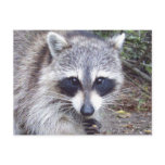 Raccoon Wildlife Series # 8 Postcard