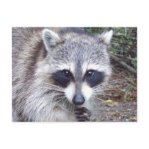 Raccoon Wildlife Series # 8 Postcard
