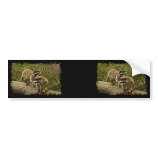 Raccoons Bumper Sticker