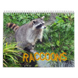 Raccoons Calendar