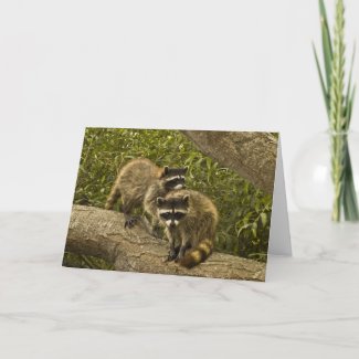 Raccoons Card