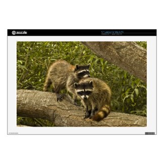 Raccoons Decals For Laptops