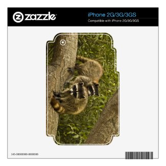 Raccoons Decals For The Iphone 3gs