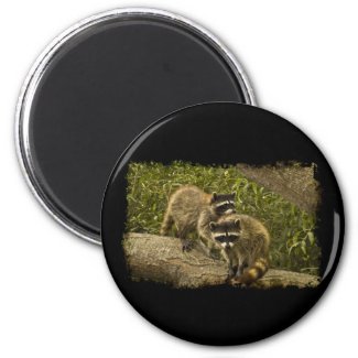 Raccoons Fridge Magnet