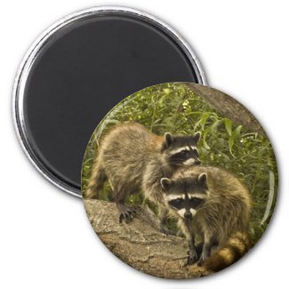 Raccoons Fridge Magnets