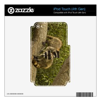 Raccoons Ipod Touch 4g Decals