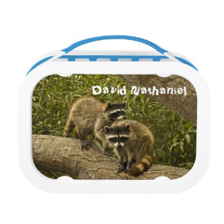 Raccoons Lunchboxes