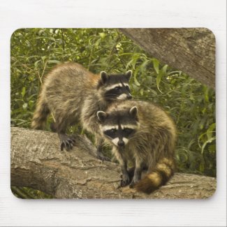 Raccoons Mouse Pads