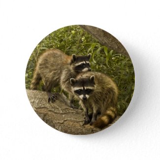 Raccoons Pinback Button