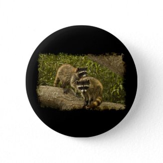 Raccoons Pinback Buttons