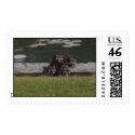 raccoons postage